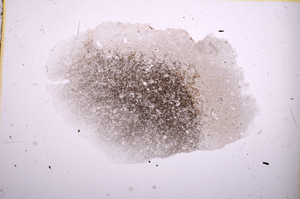 Plane Polarized, E3028