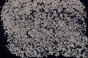 Cross Polarized, E3030