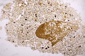 Plane Polarized, E3043