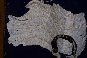 Cross Polarized, E3094