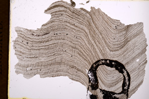 Plane Polarized, E3094