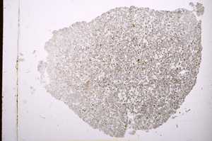 Plane Polarized, E3106