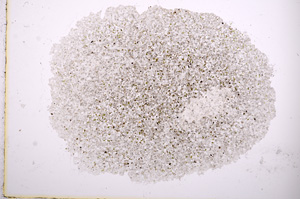 Plane Polarized, E3107