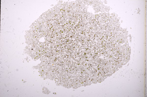 Plane Polarized, E3108