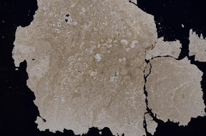 Cross Polarized, E3115