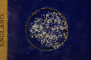 Cross Polarized, E3138