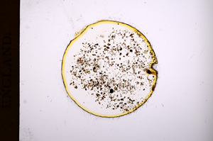 Plane Polarized, E3138