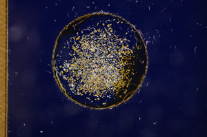 Cross Polarized, E3140