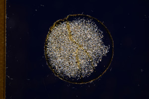 Cross Polarized, E3141