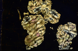 Cross Polarized, E3158