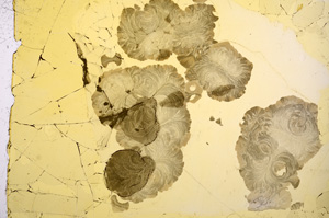 Plane Polarized, E3158