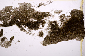 Plane Polarized, E3159