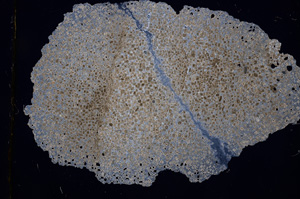 Cross Polarized, E3167