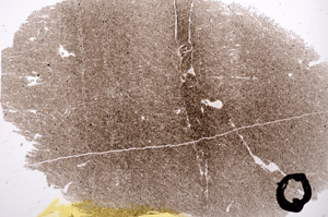 Plane Polarized, E3170