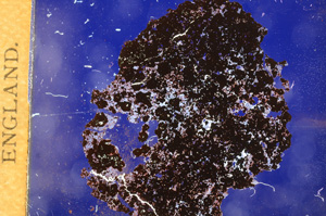 Cross Polarized, E3171