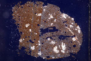 Cross Polarized, E3212