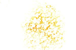 Plane Polarized, E3214