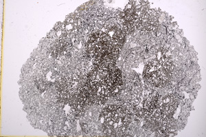 Plane Polarized, E3247