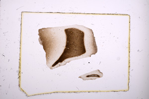 Plane Polarized, E3257