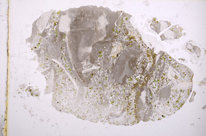 Plane Polarized, E3261