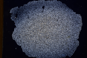 Cross Polarized, E3262