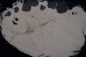 Cross Polarized, E3264