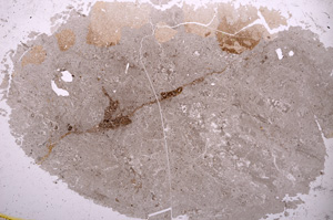 Plane Polarized, E3264