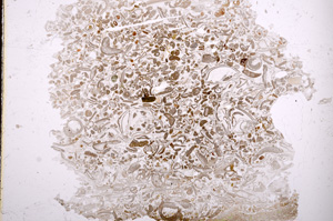 Plane Polarized, E3265