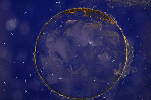 Cross Polarized, E3282