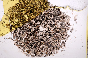 Plane Polarized, E3284