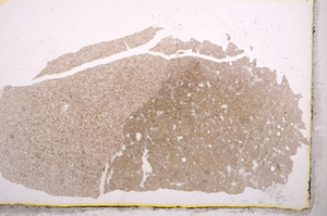 Plane Polarized, E3286