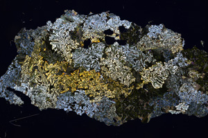 Cross Polarized, E3289