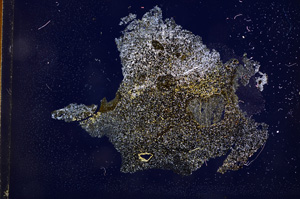 Cross Polarized, E3307