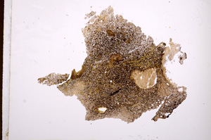 Plane Polarized, E3307