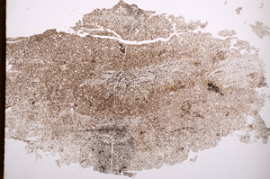 Plane Polarized, E3308