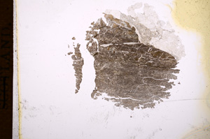 Plane Polarized, E3317