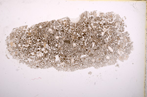 Plane Polarized, E3349