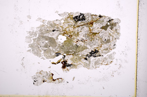 Plane Polarized, E3368