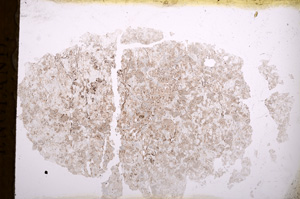 Plane Polarized, E3377