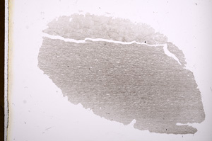 Plane Polarized, E3391
