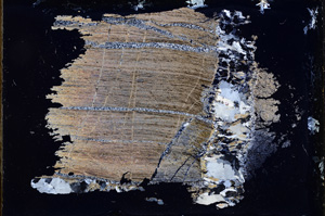 Cross Polarized, E3394