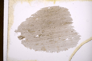Plane Polarized, E3395