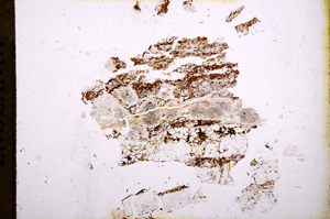 Plane Polarized, E3437