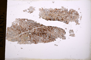 Plane Polarized, E3463