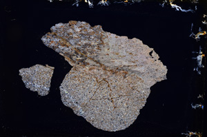 Cross Polarized, E3477