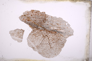 Plane Polarized, E3477