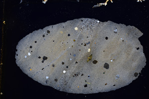 Cross Polarized, E3479