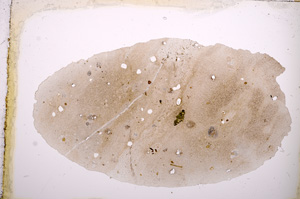 Plane Polarized, E3479