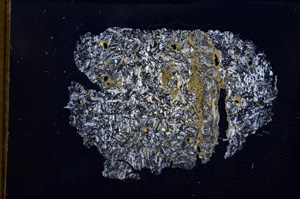 Cross Polarized, E3487