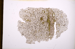 Plane Polarized, E3487